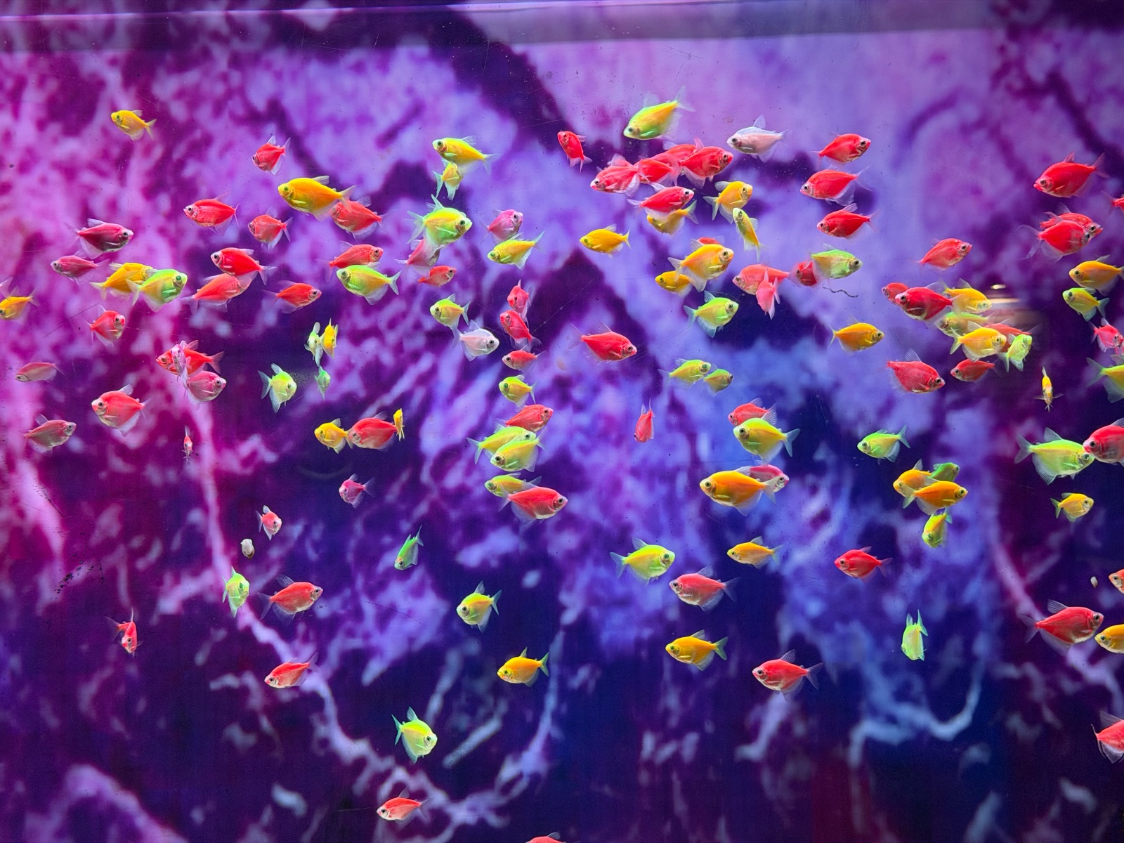 Fishes & Colours